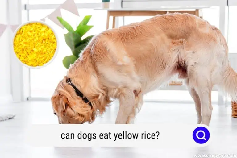 Can Dog Eat Yellow Rice? Read This First!