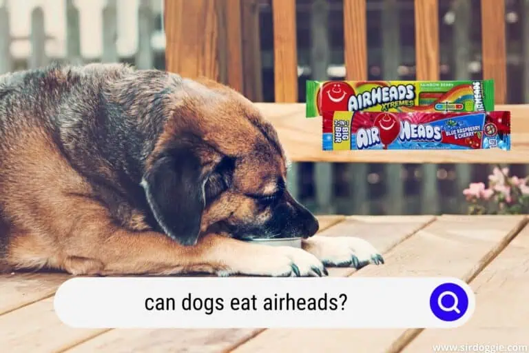 Can Dogs Eat AirHeads? (Detailed Explanation)