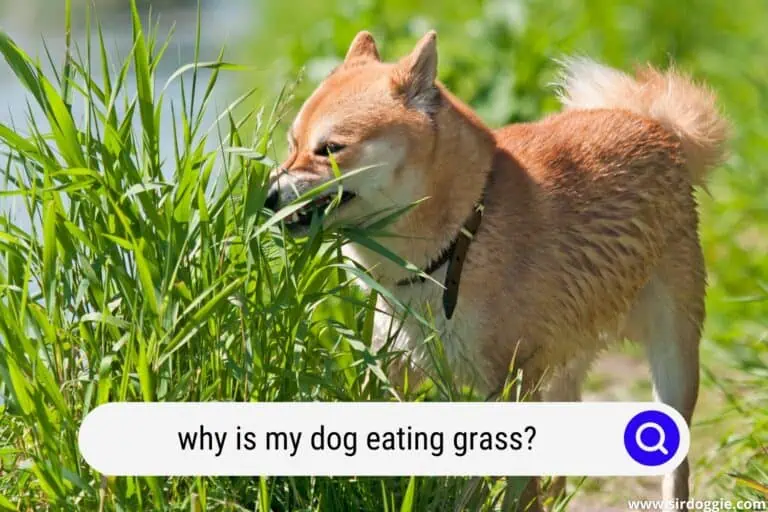 Why is My Dog Eating Grass? Is It Ok?
