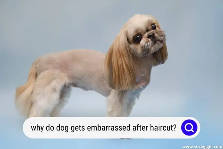 Why Do Dogs Get Embarrassed After a Haircut?