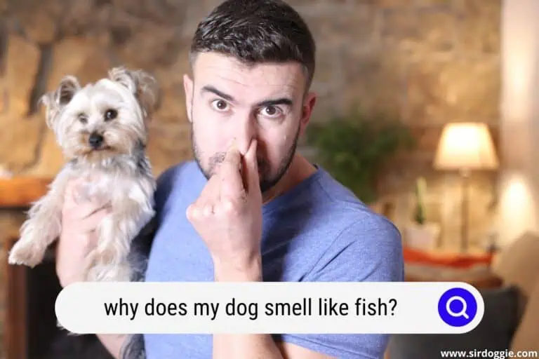 Why Does My Dog Smell Like Fish? [ANSWERED]
