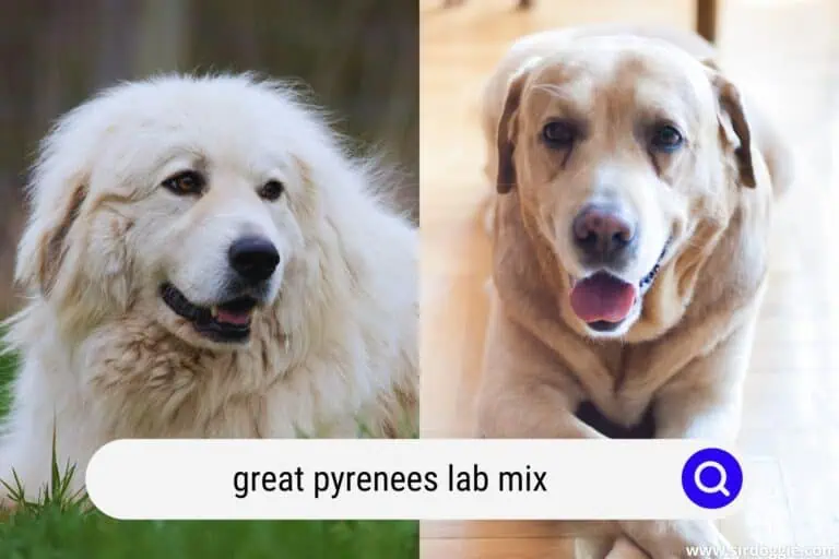 Great Pyrenees Lab Mix | Ultimate Guide
