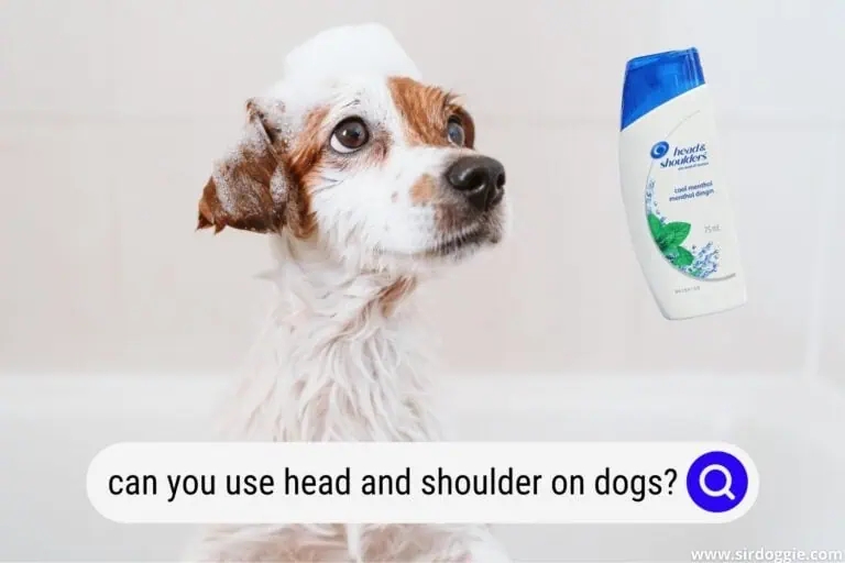 Can You Use Head and Shoulders On a Dog?
