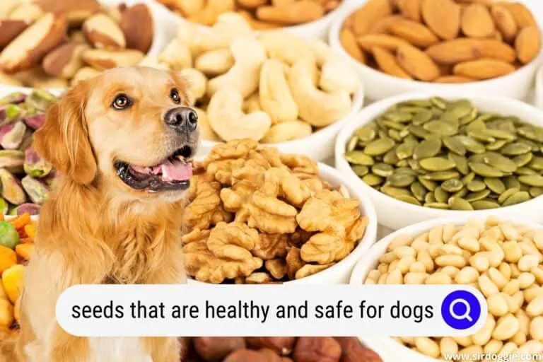 7 Seeds That Are Healthy & Safe For Dogs