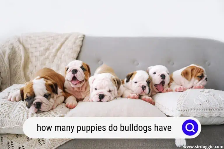 How Many Puppies Do Bulldogs Have?