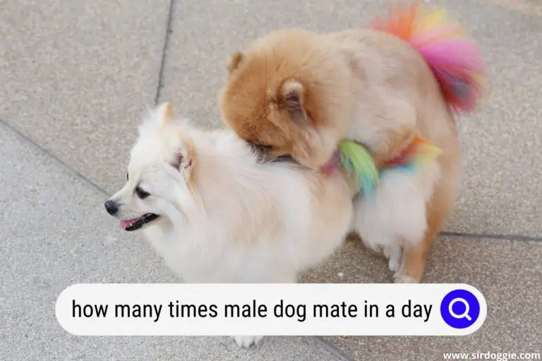 How Many Times Can A Male Dog Mate In A Day?
