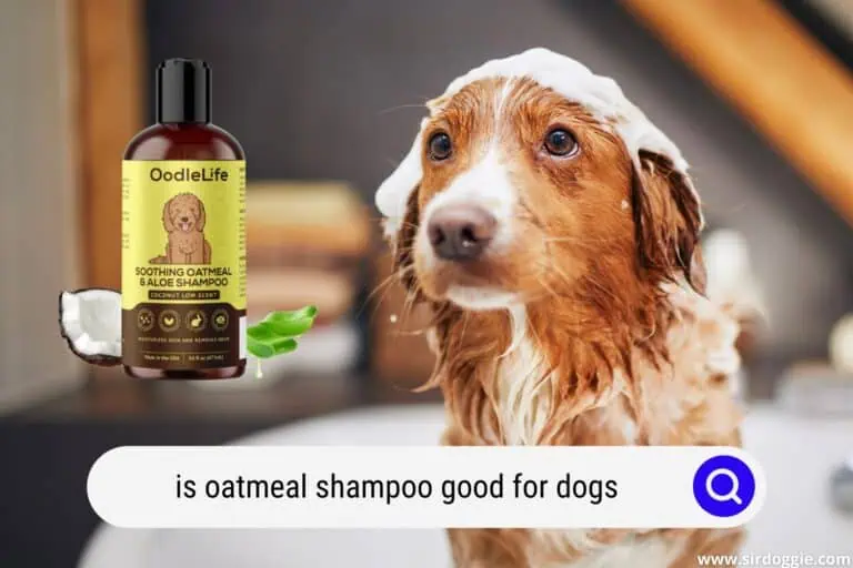 Is Oatmeal Shampoo Good For Dogs? [FIND OUT!]