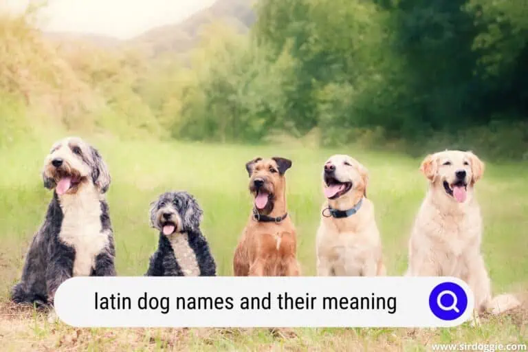 Popular Latin Dog Names & Their Meaning
