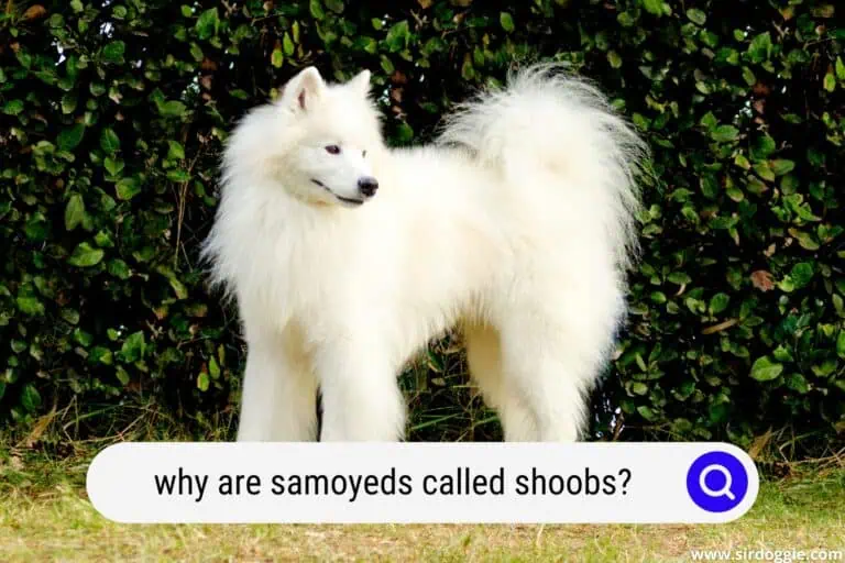 Why Are Samoyeds Called Shoobs? [ANSWERED]