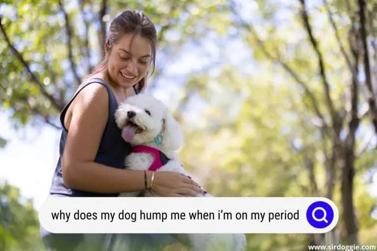 Why Does My Dog Hump Me When I’m On My Period?