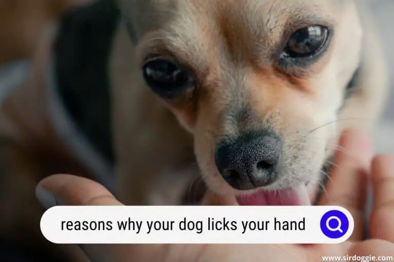 4 Reasons Your Dog Licks Your Hand