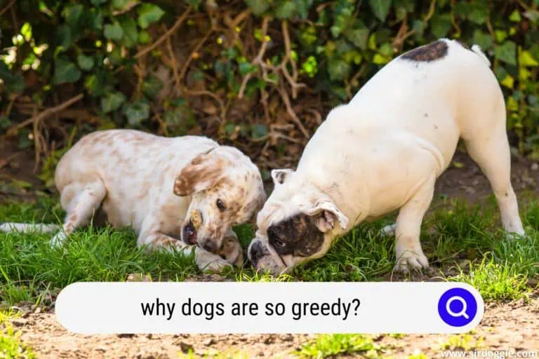 6 Reasons Why Dogs Are So Greedy