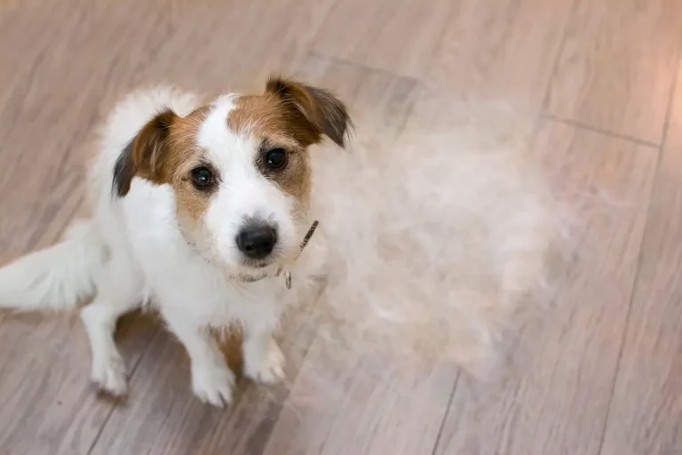 How Many Hairs Does A Dog Lose A Day? [ANSWERED]