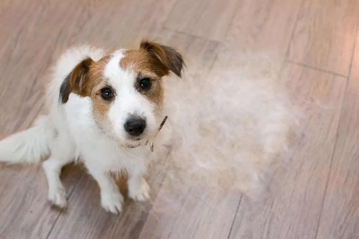 Dog with pile of hair that he lost sitting next to him