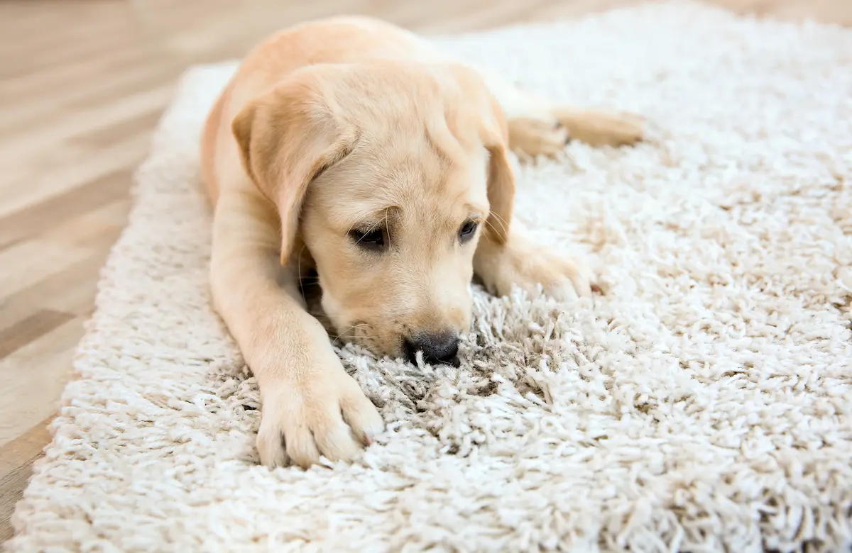 dog smelling Diarrhea Smell on carpet up close