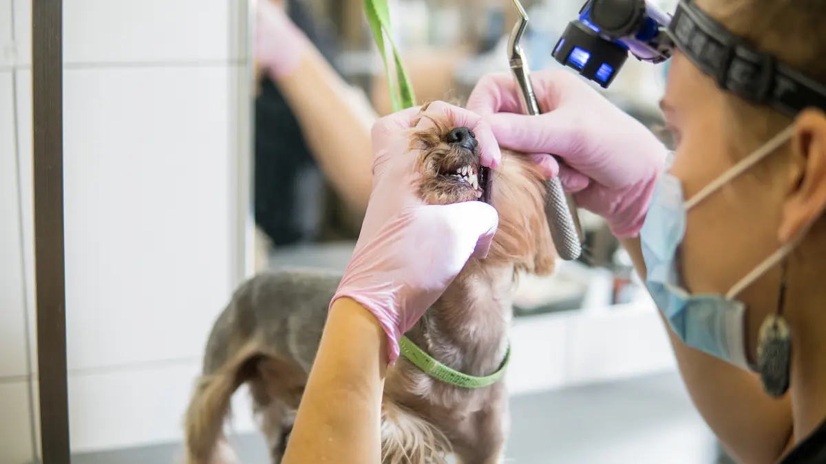 dog having rotten tooth being pulled out at vet
