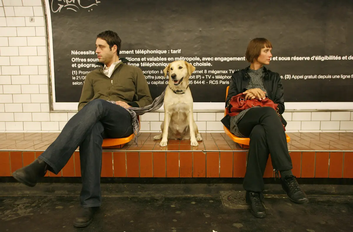 well trained dog ignoring stranger at subway station