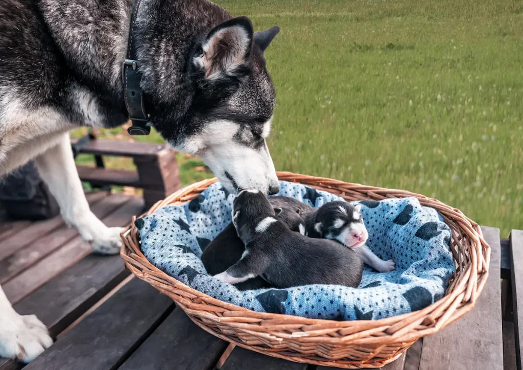 husky dog mom with puppies