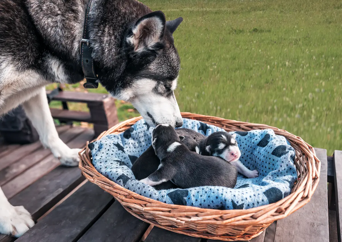 husky dog mom with puppies
