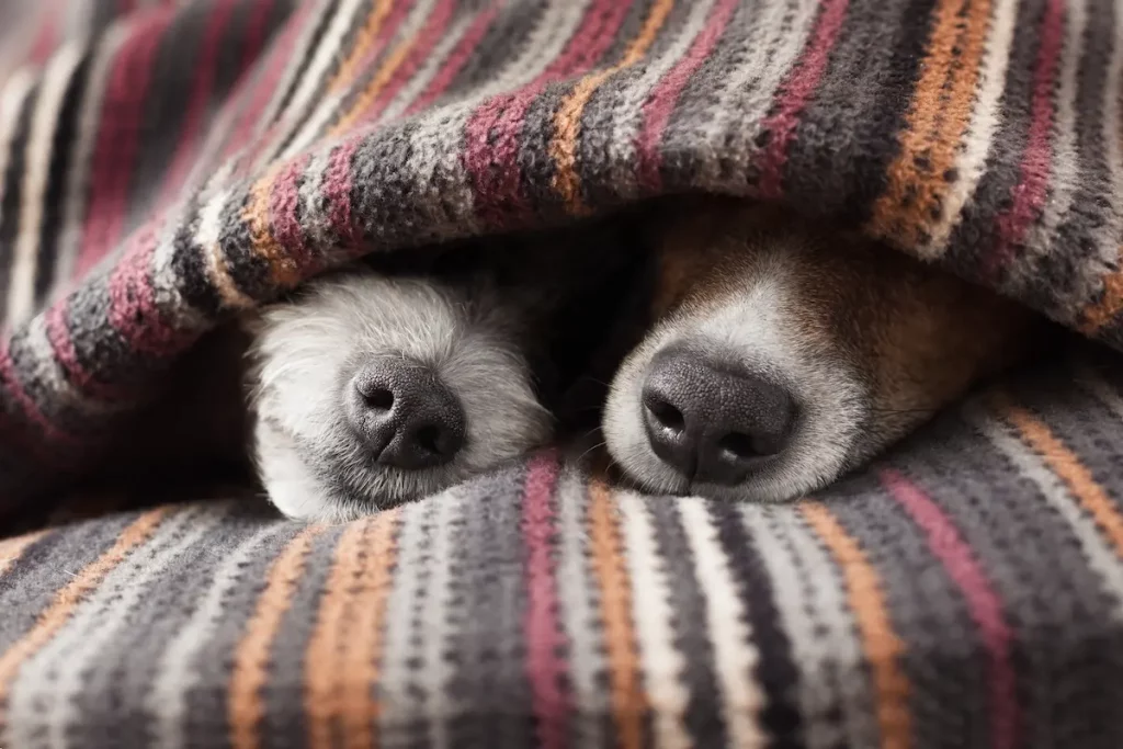 two dog's noses sticking out under covers as two dogs sleep