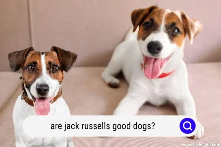 Are Jack Russells Good Dogs?