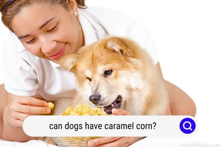Can Dogs Have Caramel Corn?