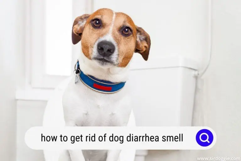 How To Get Rid Of Dog Diarrhea Smell? [4 Effective Methods]