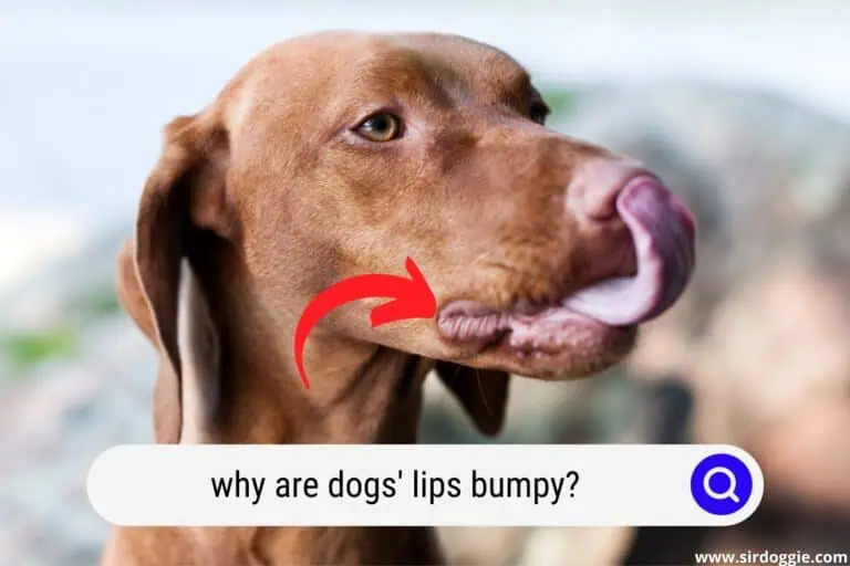 Why Are Dogs’ Lips Bumpy? [ANSWERED]