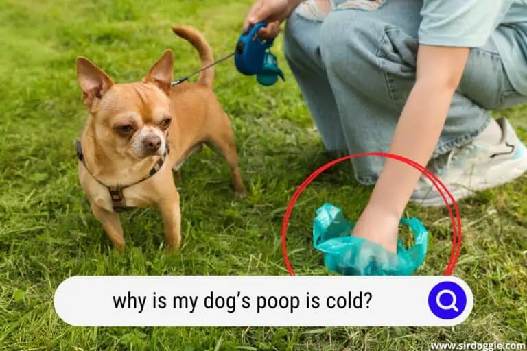 Why Is My Dog’s Poop Cold? [3 Possible Reasons]