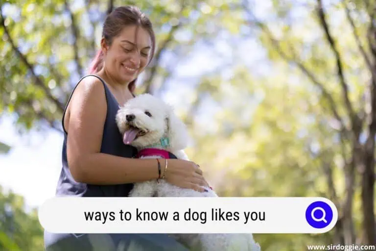 14 Ways to Know a Dog Likes You