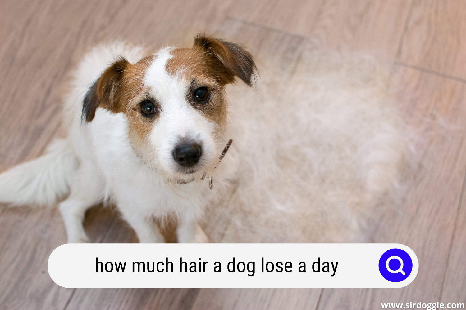 How Many Hairs Does A Dog Lose A Day