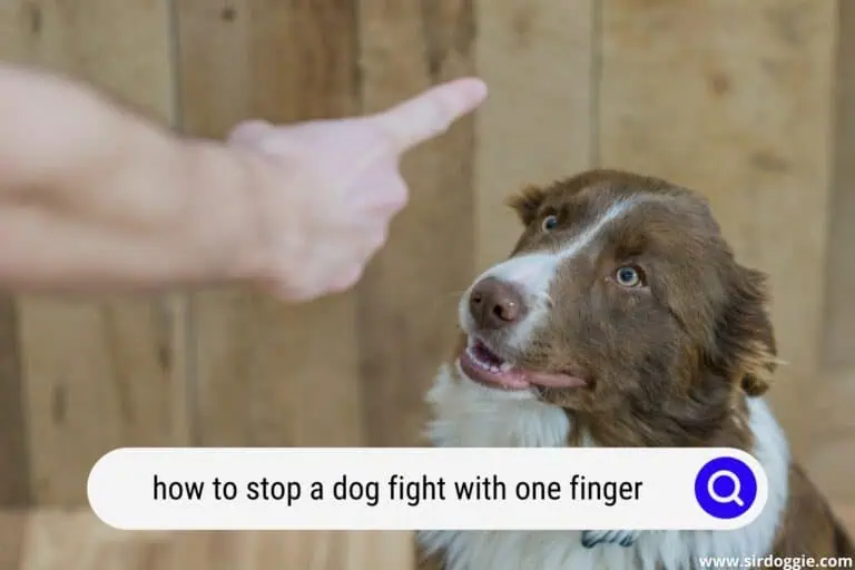 How To Stop A Dog Fight With One Finger