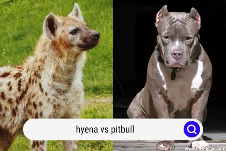 Hyena vs Pitbull: Who Would Win in a Fight?