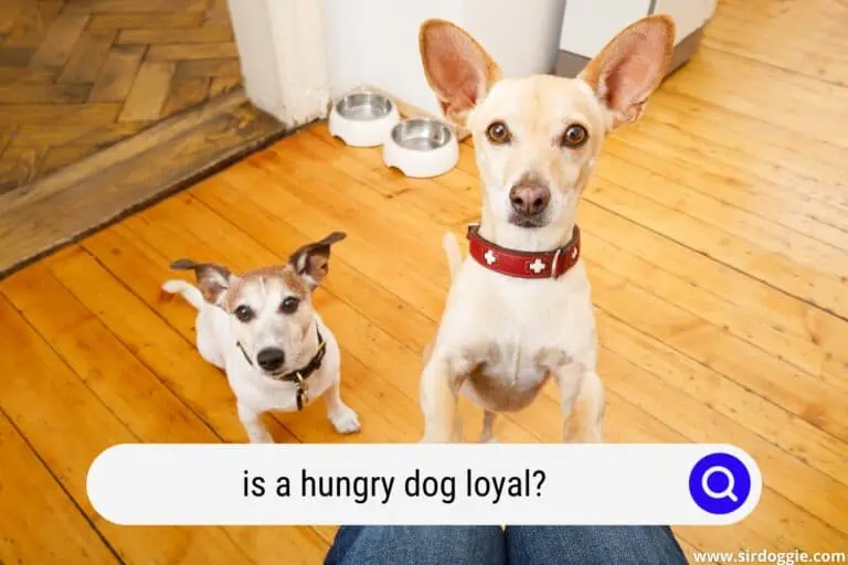 Is a Hungry Dog Loyal? [IT DEPENDS]