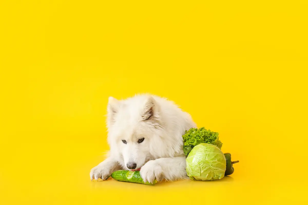 dog eating vegetables but avoiding cabbage