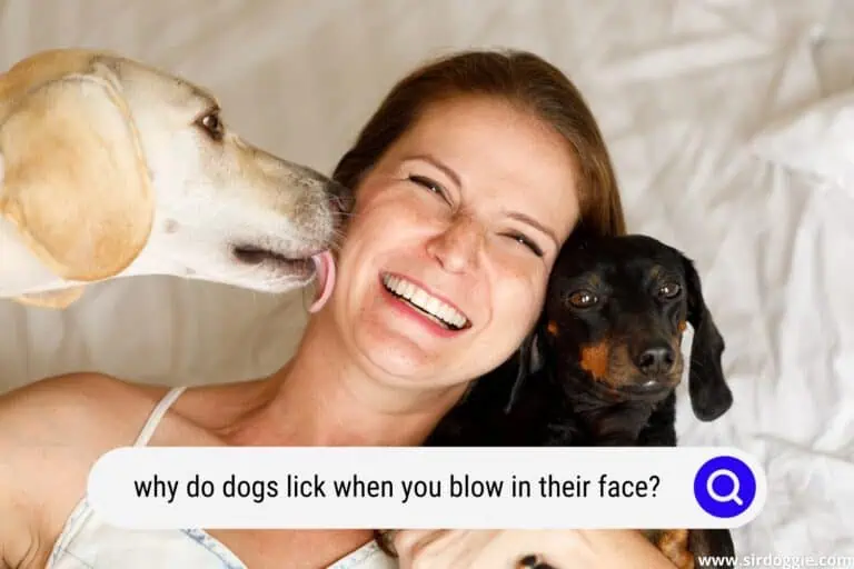 4 Reasons Why Do Dogs Lick When You Blow in Their Face