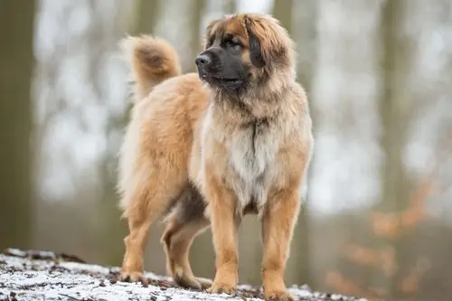 Leonberger Dog Breed