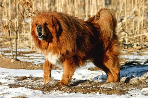 Tibetan Mastiff Dog Breed