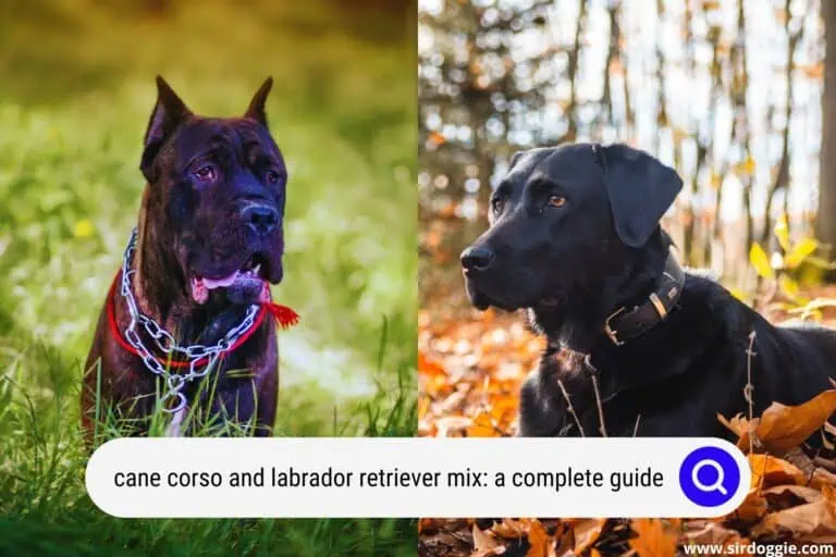Cane Corso and Labrador Retriever Mix: A Complete Guide