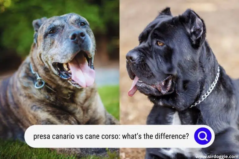 Presa Canario vs Cane Corso: What’s the Difference?