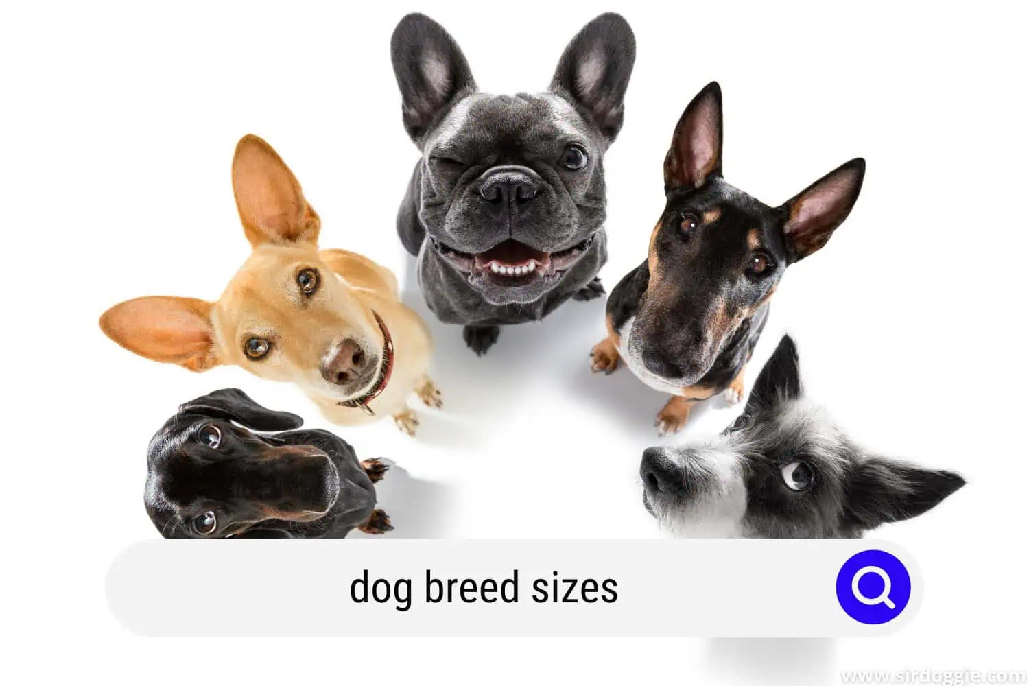 Dog Breed Size Chart (Tables and Charts) - SirDoggie.com