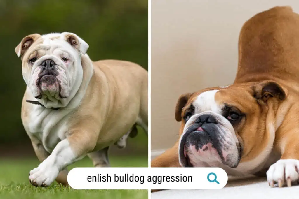 are english bulldogs aggressive