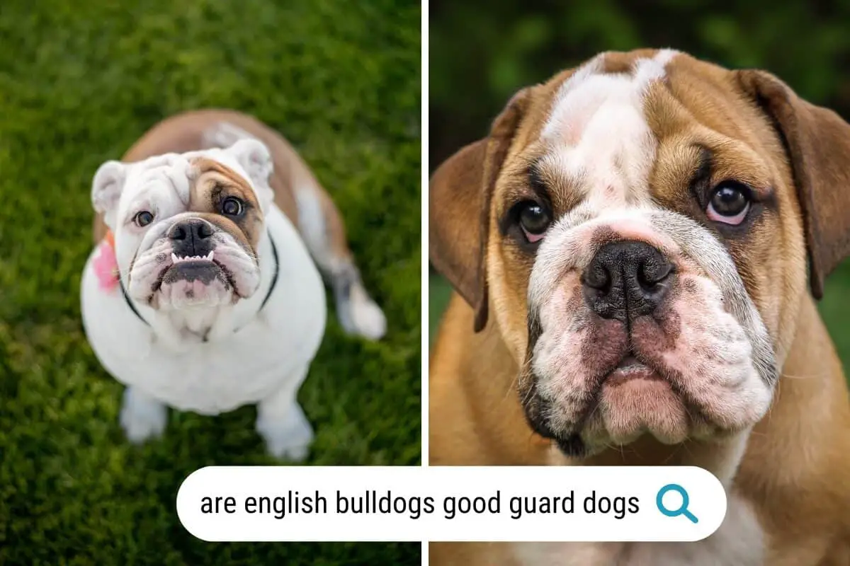 are english bulldogs good guard dogs