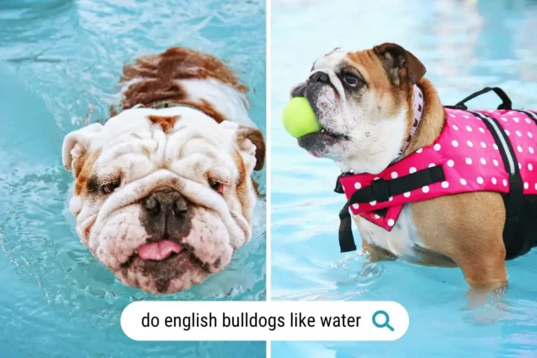 Can English Bulldogs Swim? [Water Risks]