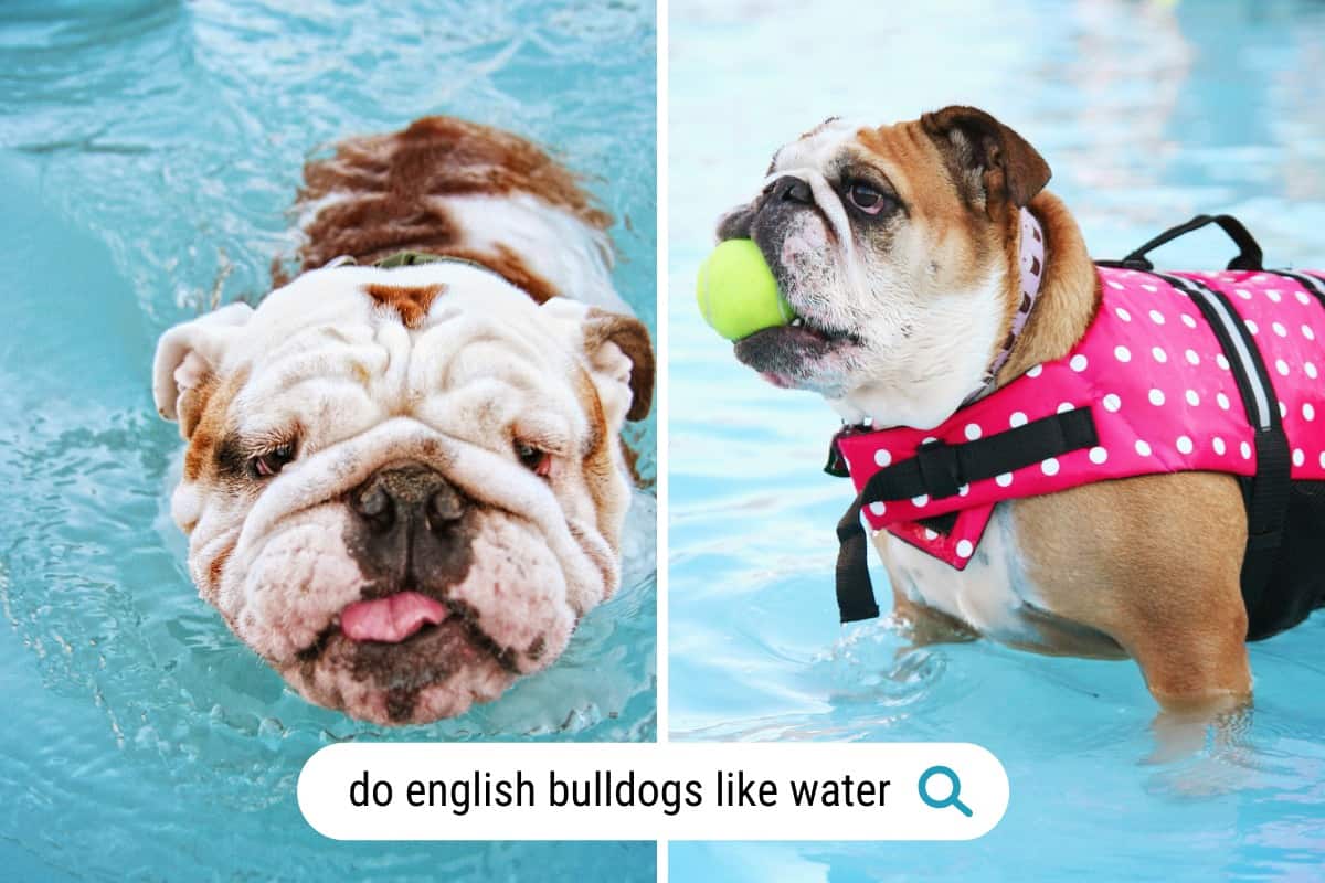 can english bulldogs swim these two are