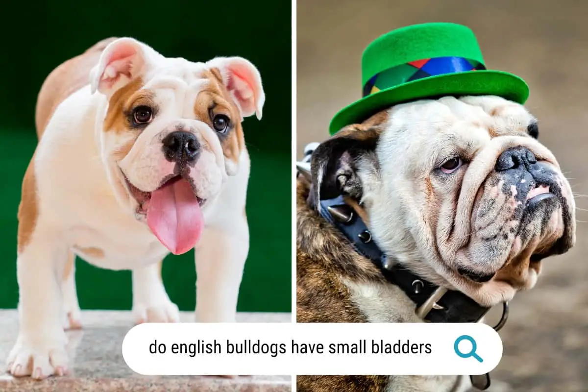do English Bulldogs have small bladders?