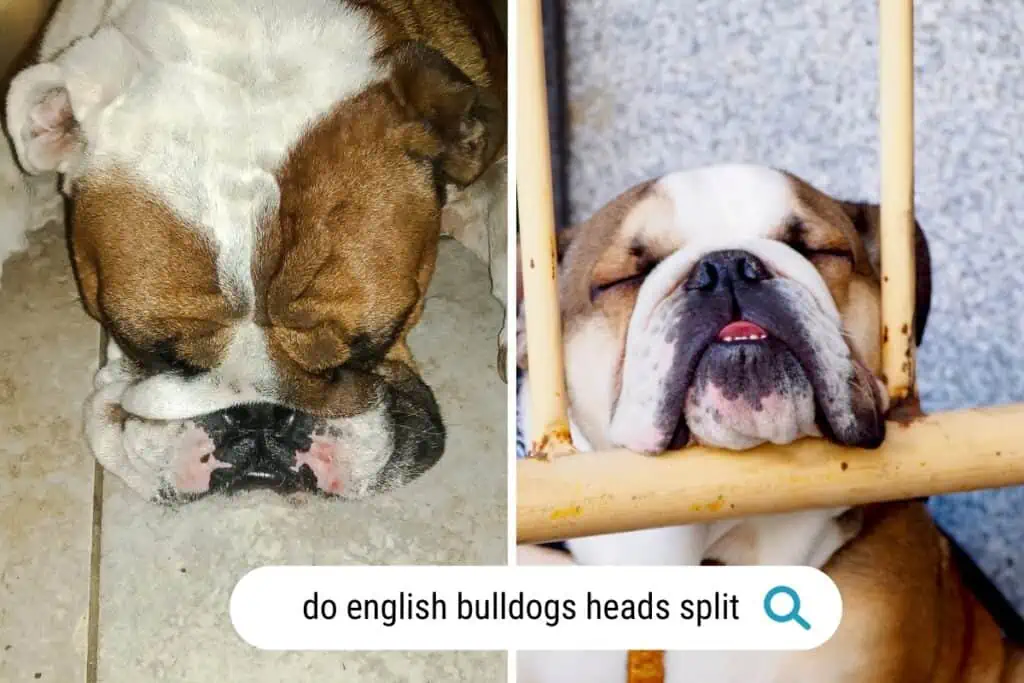 do english bulldogs heads split