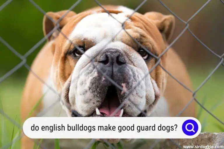 Do English Bulldogs Make Good Guard Dogs? [Absolutely NOT]