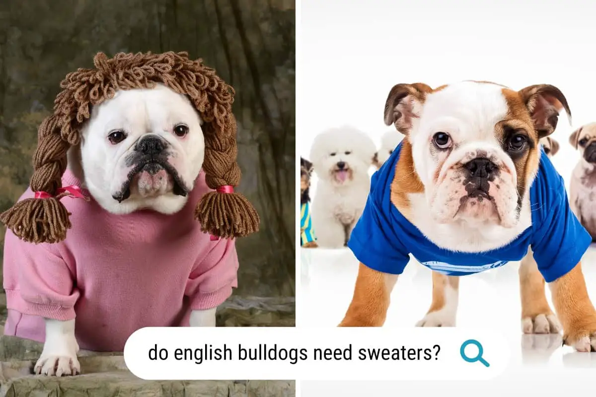 do english Bulldogs need sweaters