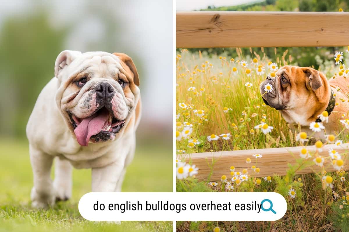 do english bulldogs overheat easily?